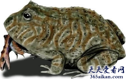 地球上曾经最大的蛤蟆，“现实版蛤蟆文太”非洲魔鬼蛙能吃恐龙