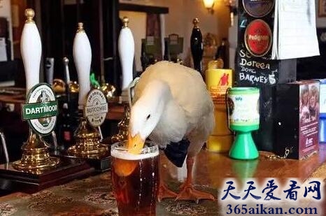世界上最搞笑的鸭子，啤酒鸭醉酒了跑去揍狗反被揍
