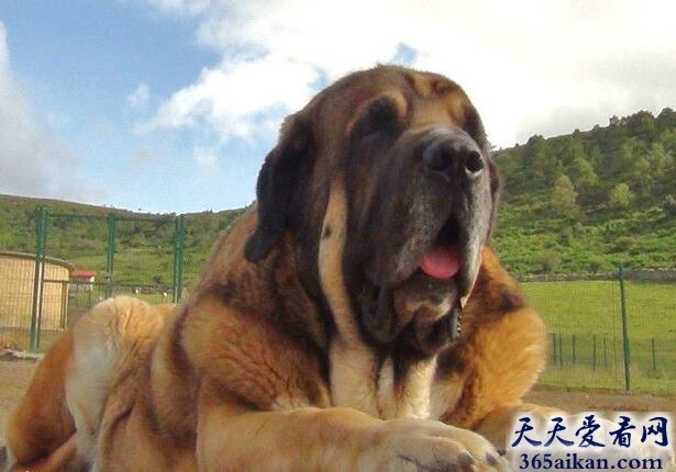 世界上最大的犬类：西班牙獒犬