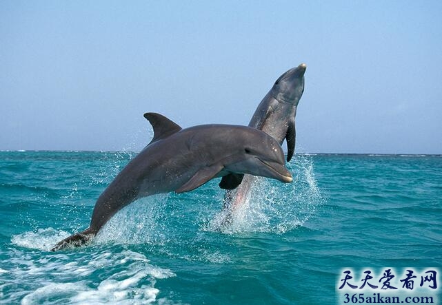 宽吻海豚.jpg