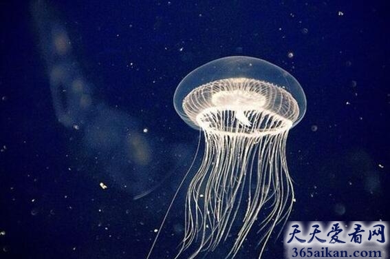 全球十大最长寿动物大揭秘，永生灯塔水母排第一！