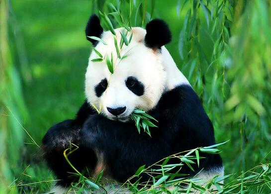 濒临灭绝的物种！中国国宝：大熊猫