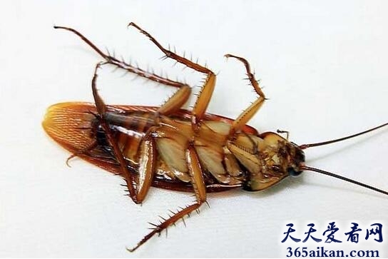 世界上爬行速度最快的昆虫：蟑螂