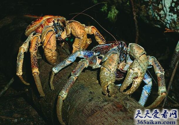 全球十大最奇特的螃蟹，椰子蟹寿命可达60年！