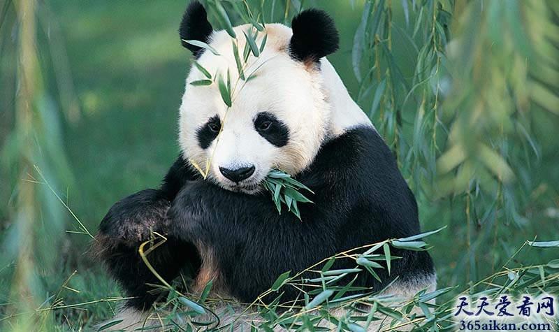 探秘以萌蠢出名的熊猫是怎么混成国宝的？