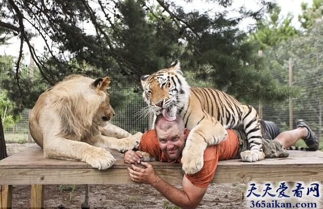 动物之友，美国男子竟与6只老虎2头狮子同住