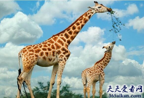 陆地上最高的动物：长颈鹿