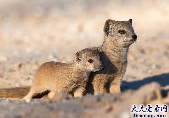 黄猫鼬.jpg