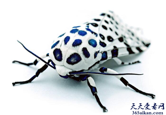 世界十大最奇特的昆虫，美和丑只在一念之间！