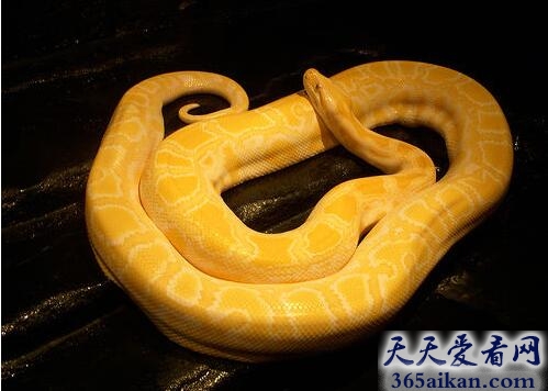 黄金蛇.jpg
