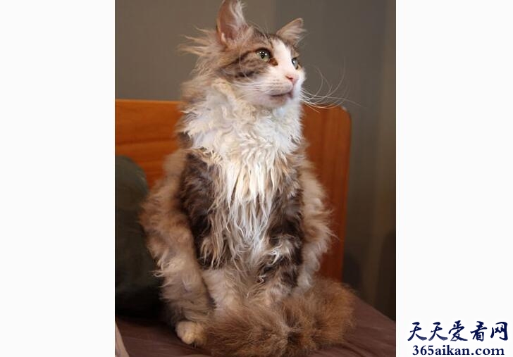 拉波卷毛猫.jpg