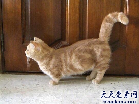 曼切堪猫.jpg