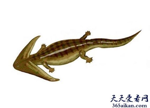 笠头螈.jpg