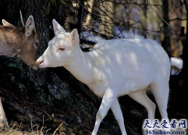黇鹿.jpg