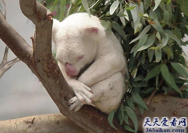 考拉.jpg