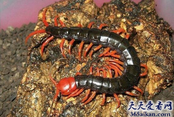 中国红头蜈蚣.jpg