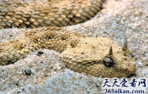 全球十大最奇特的毒蛇，个个都是毒蛇中的极品！