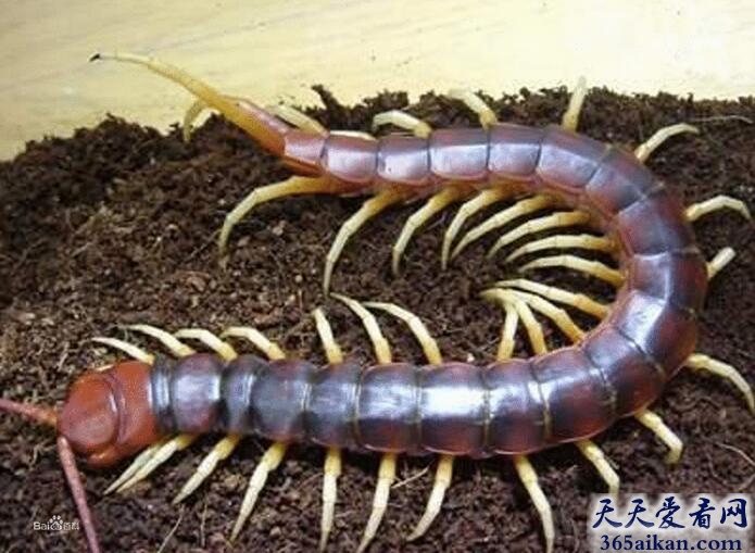 马来西亚巨人蜈蚣.jpg