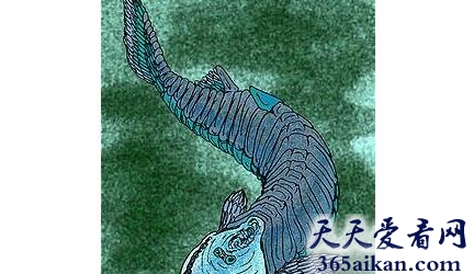 甲青鱼类动物.jpg