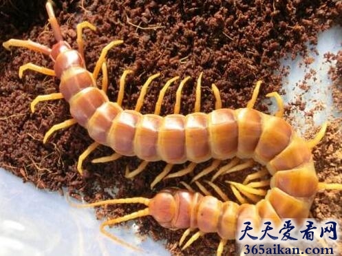盘点全球最著名的十大蜈蚣种类，中国红巨龙蜈蚣全身深红可人！
