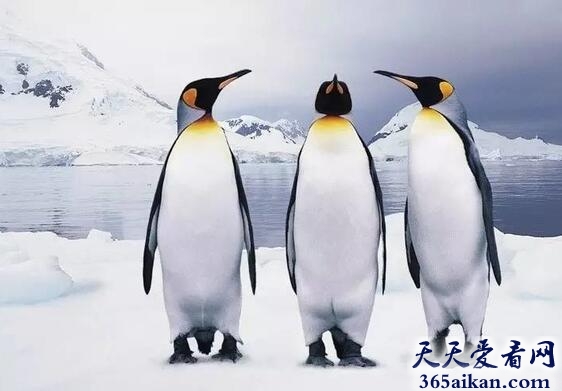 萌萌哒的企鹅来袭！盘点生活在南半球的十大企鹅家族