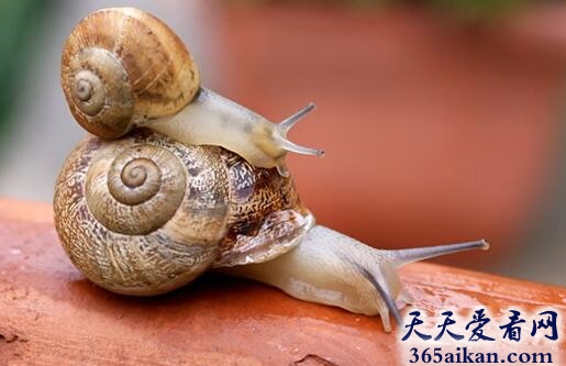 蜗牛与蛞蝓喷射“爱箭”.jpg
