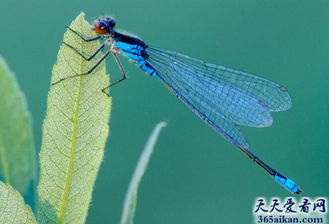 蓝蜻蛉.jpg