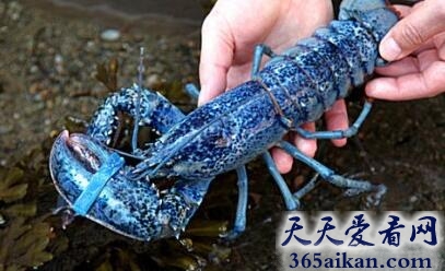 蓝色龙虾.jpg