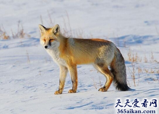 世界上最狡猾的动物：狐狸