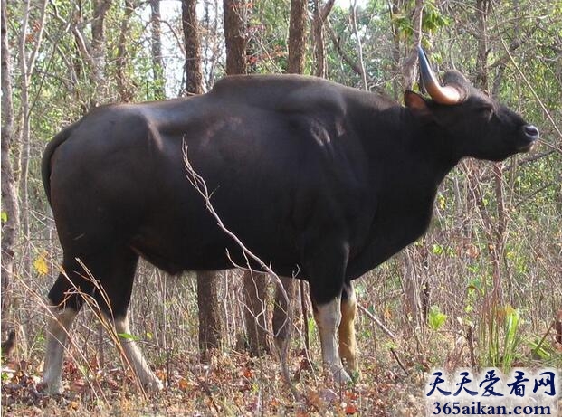 印度野牛.jpg