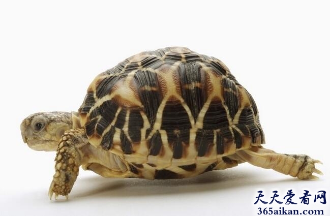 动物之最！世界上最长寿的动物：乌龟