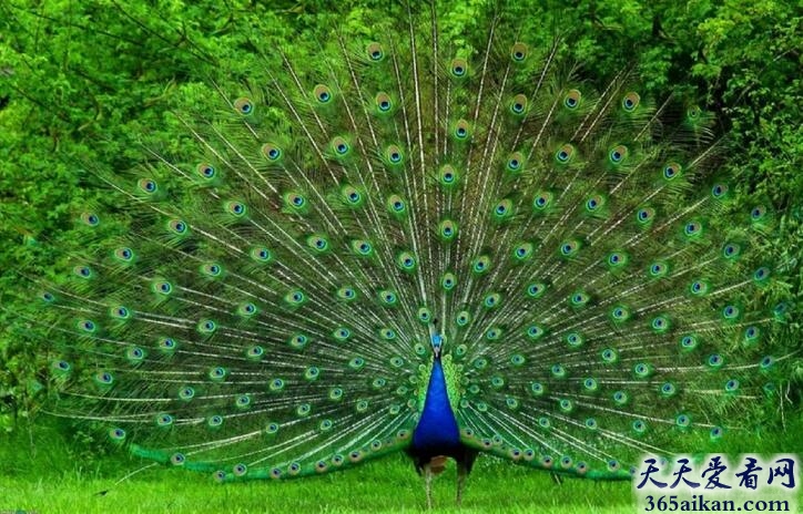 世界上最漂亮的鸟类动物：孔雀