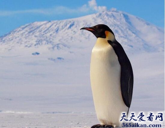 世界上体积最大的企鹅：帝企鹅
