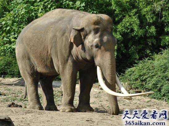 亚洲最大的陆生动物：亚洲象