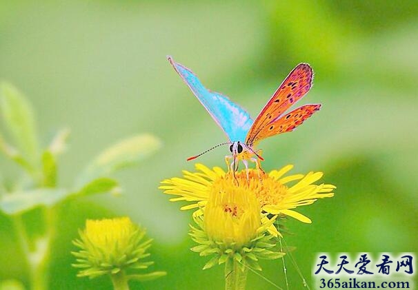 世界上最漂亮的昆虫：蝴蝶