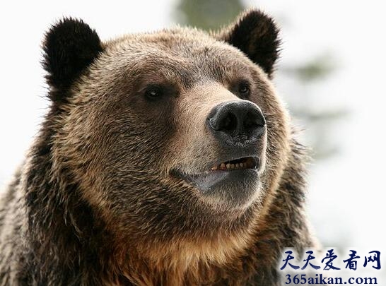 全球体型最大的熊类：灰熊.jpg