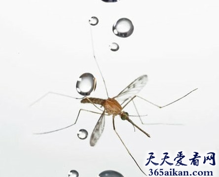 在夏天的暴雨中，蚊子为什么不会被雨滴砸死