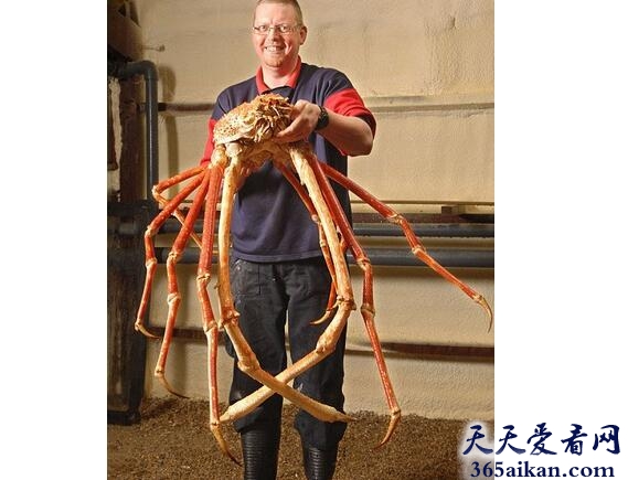 世界上最大的螃蟹：巨螯蟹