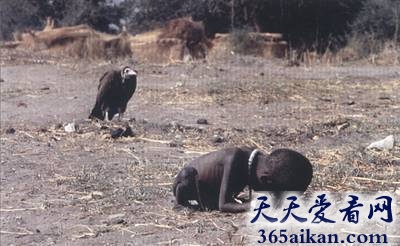 动物界死亡的象征，秃鹰吃腐肉为何不会得病呢？