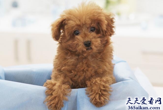 玩具贵宾犬.jpg