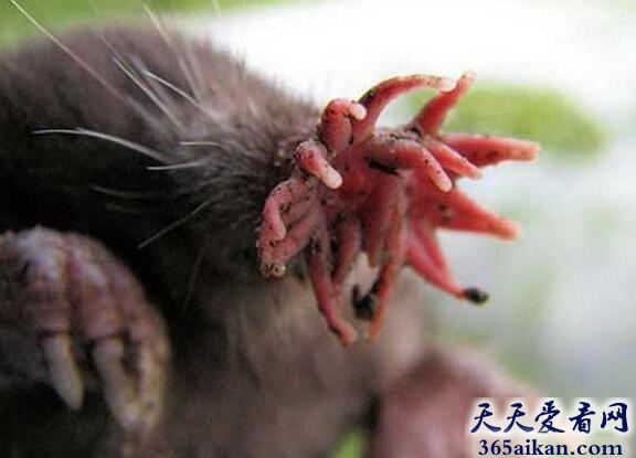 世界上最怪异的老鼠：星鼻鼹