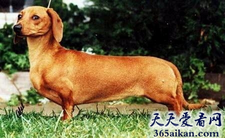 迷你腊肠犬.jpg