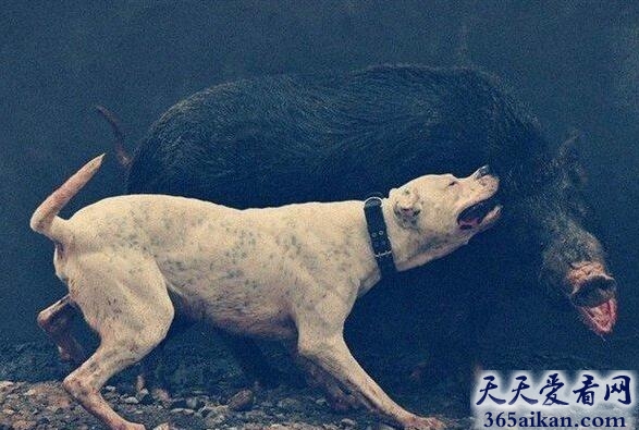 阿根廷杜高犬.jpg