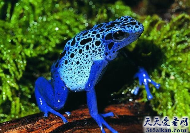 毒物来袭！世界上最毒的青蛙：蓝色毒箭蛙