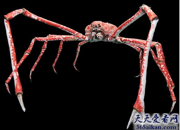 世界上最可怕的螃蟹：杀人蟹