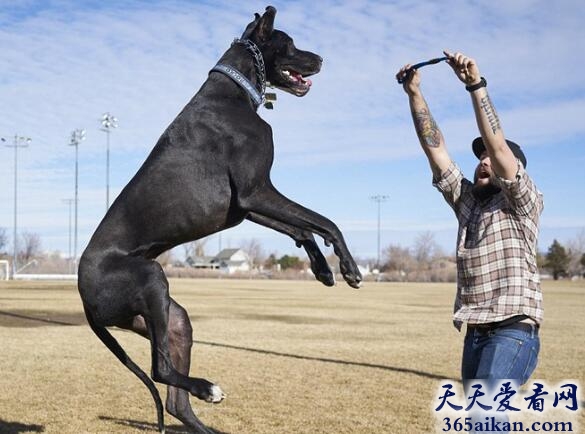 世界上最高大的狗:大丹狗