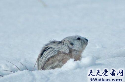 世界上繁殖能力最强的哺乳动物：北极旅鼠
