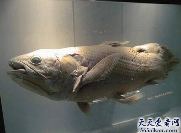世界上最珍稀的鱼——矛尾鱼