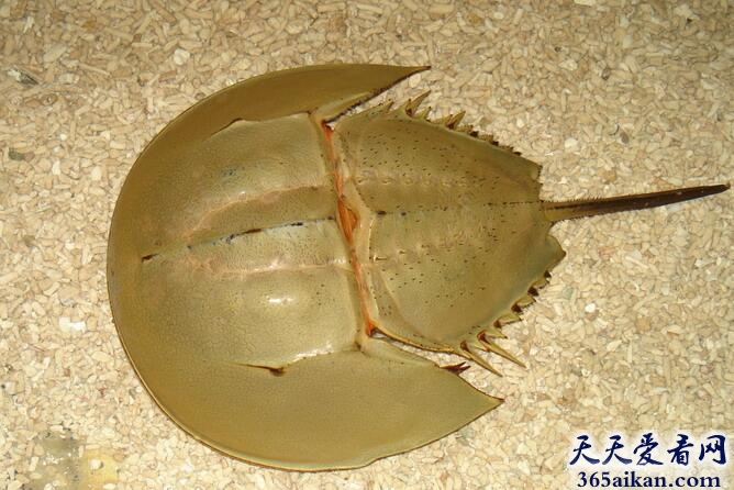 世界最古老的甲壳动物——中国鲎