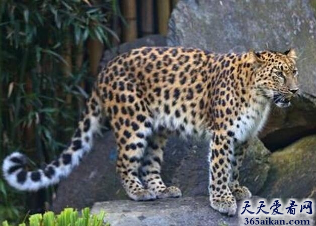 世界上最稀有的豹亚种：东北豹